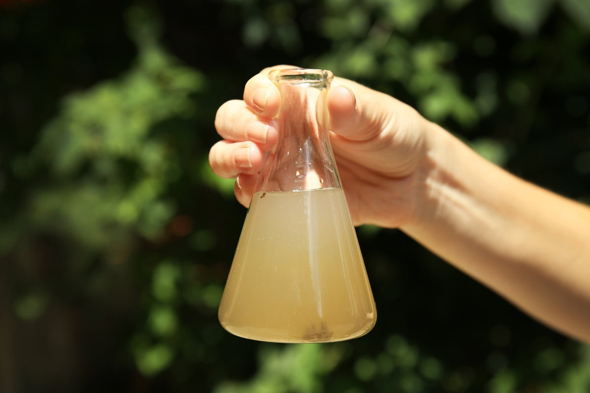 eau contaminée dans un récipient