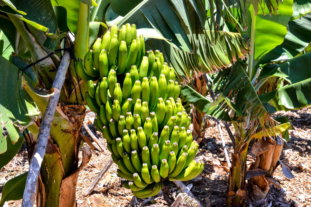 Chlordécone aux Antilles : l’État doit indemniser les victimes d’un pesticide